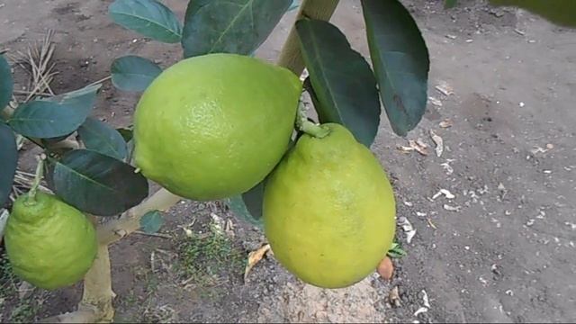 Наши лимоны смотреть онлайн