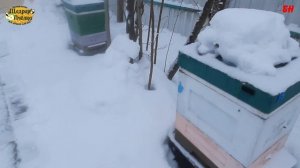 какие улья лучше ППС или ППУ, а может дерево?