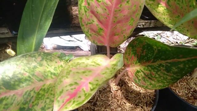 Re update stok aglaonema romosan, Kochin, Bigroy, Lipstik dll. смотреть онлайн