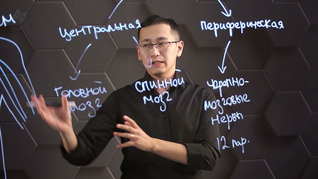 Строение центральной нервной системы. 10 класс. смотреть онлайн