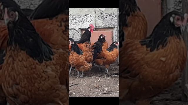 куры кохинхин брама фавероль бреда форверк виандот#shorts смотреть онлайн