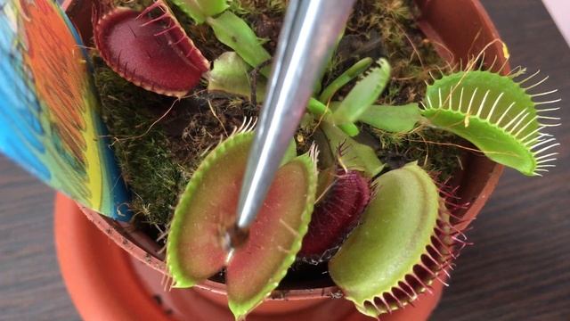 ХИЩНОЕ РАСТЕНИЕ Венерина мухоловка в КВАРТИРЕ (Dionaea muscipula) смотреть онлайн