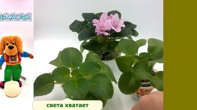 Пересвет и руки вверх у фиалки смотреть онлайн