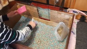 ||Ежедневная уборка у морских свинок ||Как правильно убираться в клетке