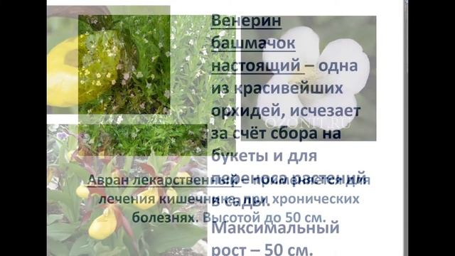 Растения Красной книги Пермского края. смотреть онлайн