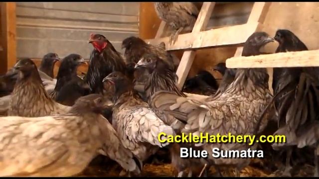Blue Sumatra Chicken Breed (Breeder Flock) | Cackle Hatchery