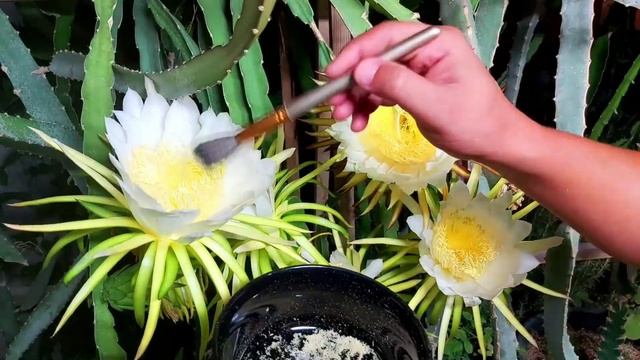 Como POLINIZAR la flor de PITAHAYA [DRAGON FRUIT] смотреть онлайн