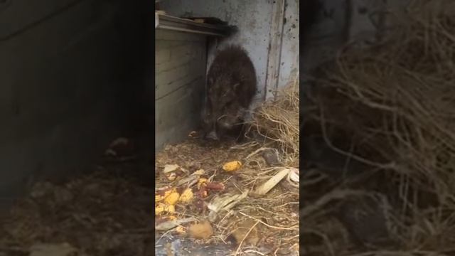 поймали кабанчика смотреть онлайн