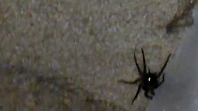 Glowing Spider Eyes смотреть онлайн