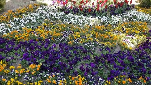 Клумба с фиалками | Жизнь на Юге смотреть онлайн