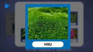 6 класс - Биология - Царство растений