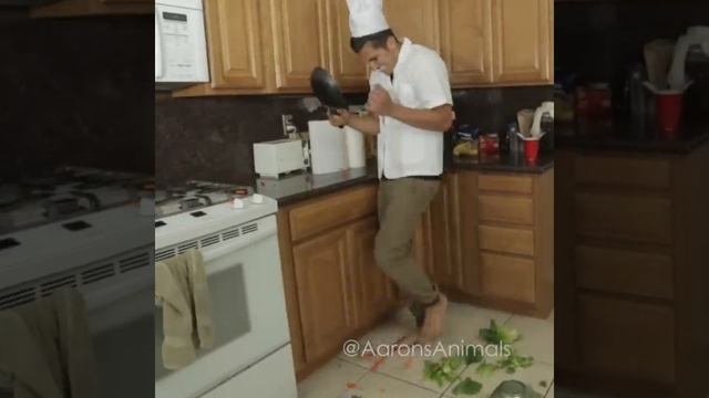 Cat Cooking Show