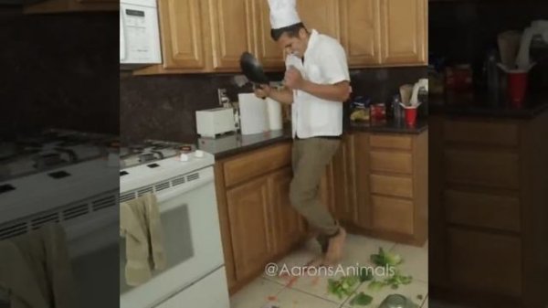 Cat Cooking Show