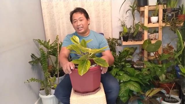 Ficus Altissima / Lemonlime