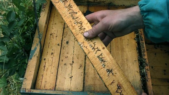 ВОЩИНА. КОГДА, КУДА И СКОЛЬКО СТАВИТЬ. смотреть онлайн