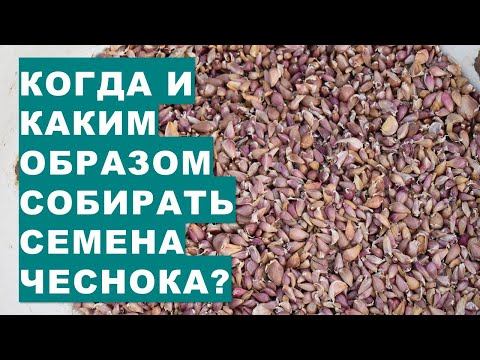 Когда и каким образом собирать семена чеснока? смотреть онлайн