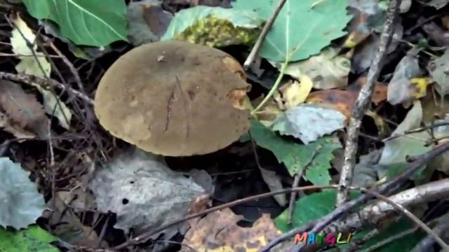 Польский гриб. Моховики и Подберезовики.