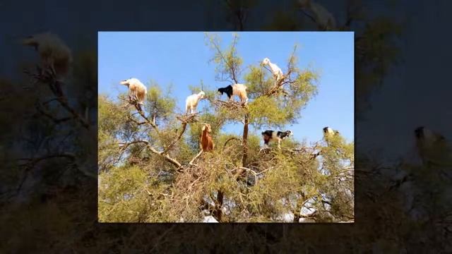 Козы, пасущиеся на деревьях, Марокко. смотреть онлайн
