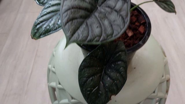 Alocasia Dragon scale #ดราก้อนสเกล смотреть онлайн