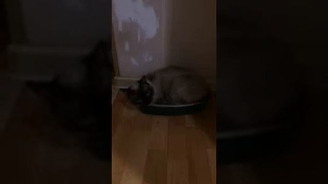 Коты тоже обнимаются..... смотреть онлайн