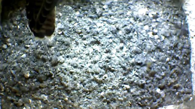 From Internet Camera(Turmfalken[03:1A:A5])2014/06/28,10:59:25_D смотреть онлайн