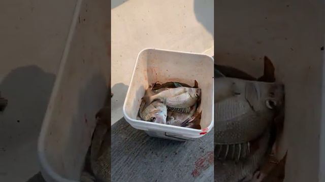 Fantastic Fishing on the Black Hawk смотреть онлайн