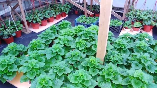 Состояние цинерарии. Самодельный тепловентилятор, это класс! смотреть онлайн