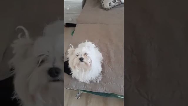 Разговорчивая балонка! смотреть онлайн