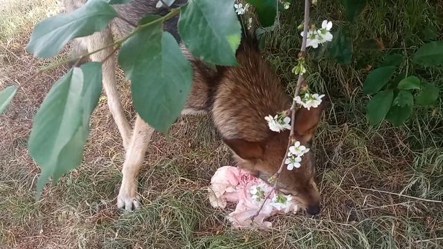 Лисичка прибежала,а семья не появилась... смотреть онлайн