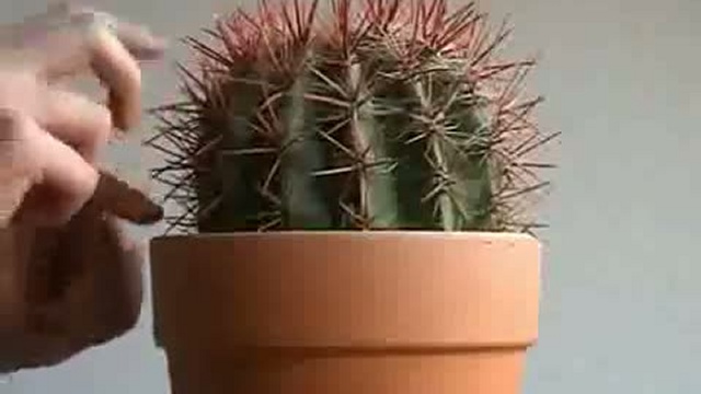 Музыка на кактусе / www.kengarags.ru смотреть онлайн