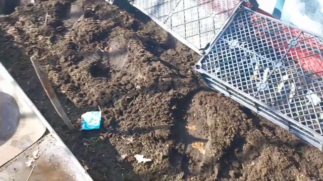 Под укрытиями роз, крокусы цветут.Саженцы Смарагд после зимы. смотреть онлайн