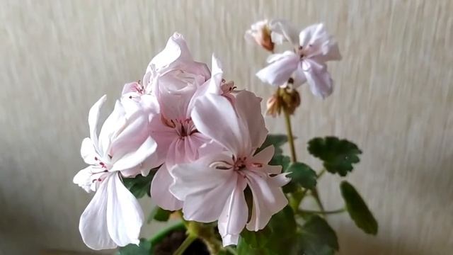 Звездчатая пеларгония стеллар Rushmoore Rhapsody и другие.Первое цветение!Лучшие сортовые пеларгони смотреть онлайн