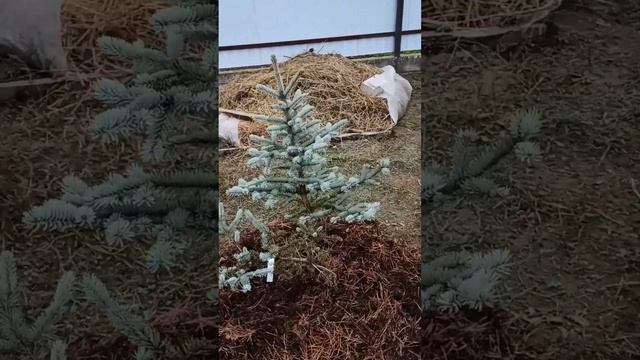 Ель колючая голубая Koster смотреть онлайн