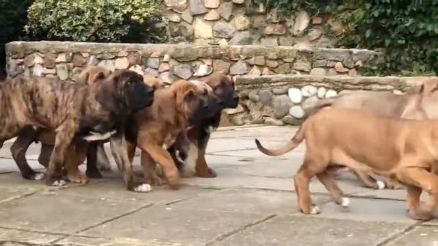 buy a puppy - Fila Brasileiro смотреть онлайн