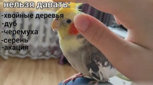 Зимний рацион попугая Корелла. Питания попугаев.Чем кормить попугая зимой.Зелень для попугая Корелл