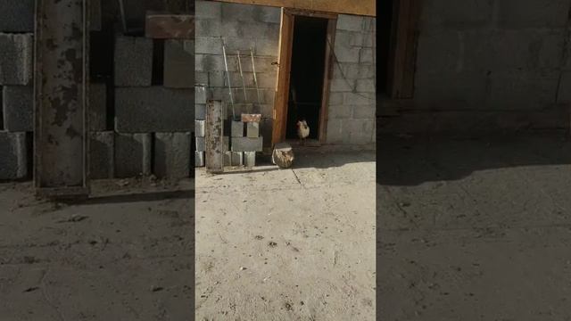 Адлерские серебристые тооктор 0700294618 смотреть онлайн