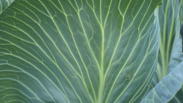 Травовед. Капуста. Рассказывает Моряков Сергей Викторович смотреть онлайн