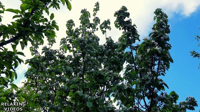 Amazing Flowers — Sounds Of Nature