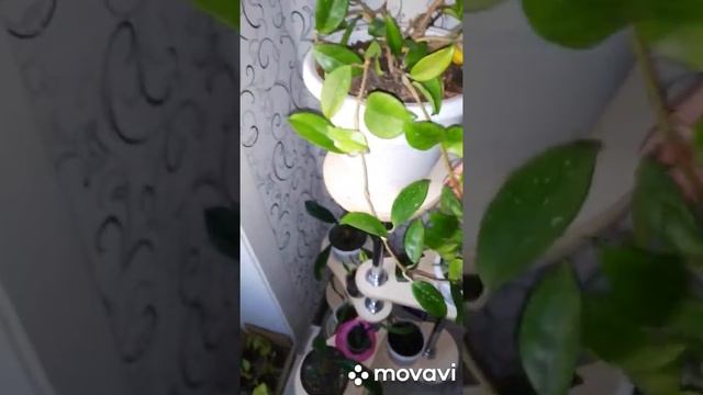 Хойя карноза. Требуется совет! Обзор моей хойи. Как вырастить хойю. смотреть онлайн