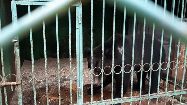 Новочебоксарский мини зоопарк смотреть онлайн