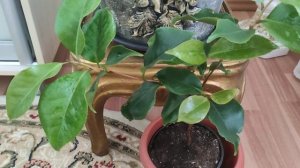 Камелия японская и, немного,о японских садах.