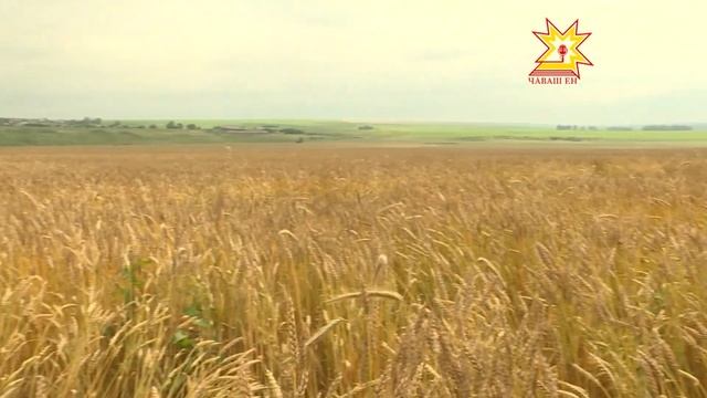 Специалисты Россельхозцентра провели фитомониторинг смотреть онлайн