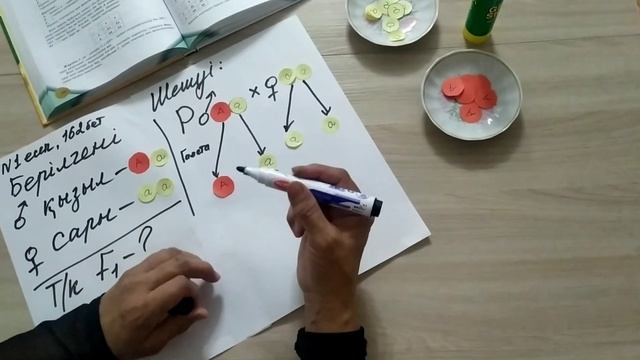 Генетикалық есепті шығару 9 сынып биология смотреть онлайн