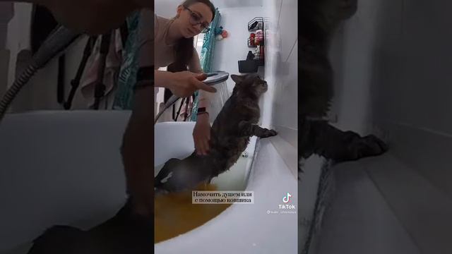 Как правильно мыть кошку??? смотреть онлайн