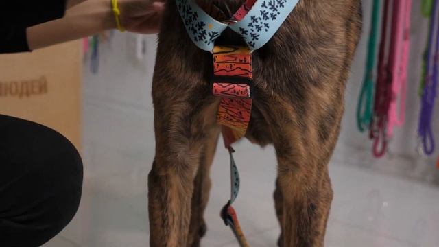 Как отрегулировать шлейку смотреть онлайн