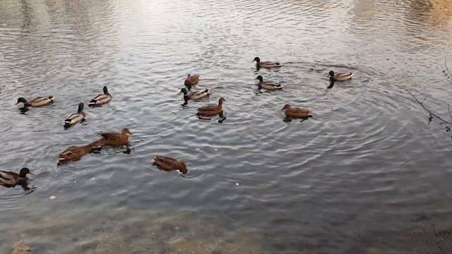 Утки Цемгигант Воскресенск смотреть онлайн