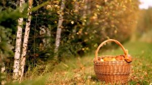 А в Подмосковье водятся лещи