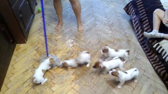 Джек Рассел терьер, Помощники . смотреть онлайн