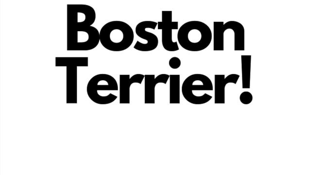 Boston Terrier Versus French Bulldog