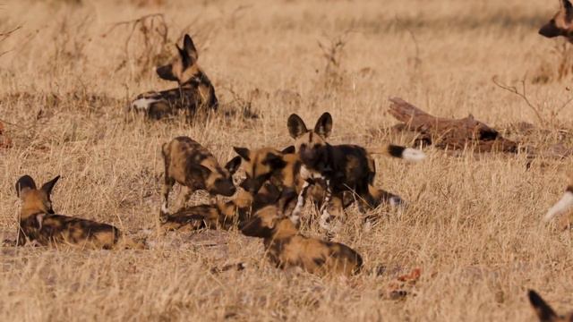 Wild Dogs: The Untamed Spirits of Africa in 4k смотреть онлайн